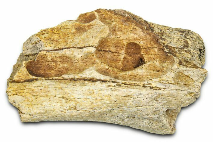 Fossil Dinosaur (Tenontosaurus) Vertebra Bone Section - Montana #378203
